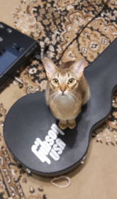 Тасман, 2 года, пгт Новобурейский