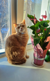 Чип, 1 год, 5 кг. г. Благовещенск