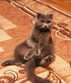 Мия, 10 месяцев, 4 кг, г. Райчихинск