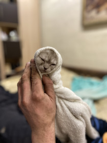 Снежик, 2 месяца. г. Благовещенск