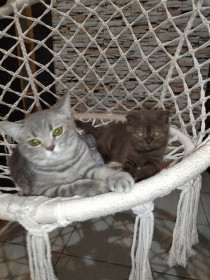 Мурзик (1 год) и Бетти (10 месяцев). г. Райчихинск