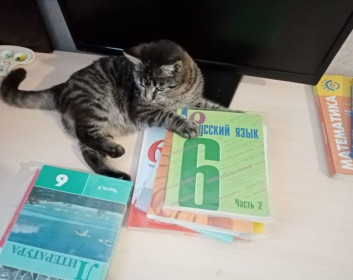 Пушинка, 8 месяцев. с. Сычевка, Свободненский район