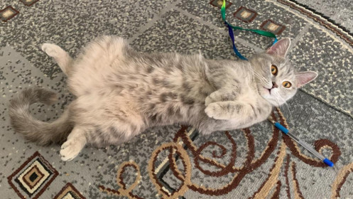 Сосиска, 1,5 года. г. Благовещенск