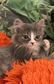 Фил, 3 месяца, г. Благовещенск