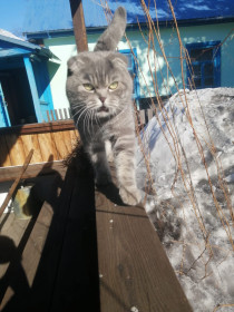 Тимофей, 10 месяцев. г. Райчихинск