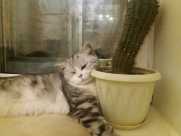 Викс, 4 года. г. Благовещенск