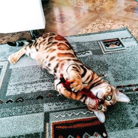 Фея, 4 года, г. Благовещенск