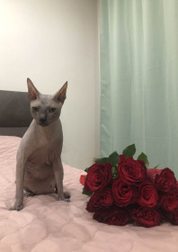 Флэйм, 1,5 года. г. Благовещенск