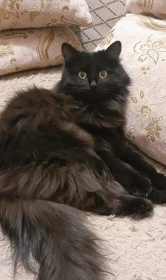 Черри, 1,2 года, 5 кг. г. Благовещенск