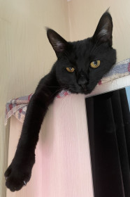 Мотя, 1,7 лет, 5 кг, г. Благовещенск