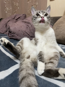 Мая, 7 месяцев, 3 кг. г. Благовещенск