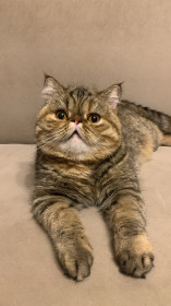 Шарли, 1 год. г. Благовещенск