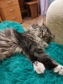 Василиса, 2 года. п. Новобурейский