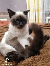 Филипок, 2 года