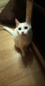 Маруся, 5 месяцев. г. Благовещенск