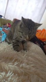 Мурзик, 3 года