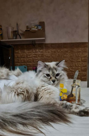 Стеша, 1,5 года, 2 кг. г. Благовещенск