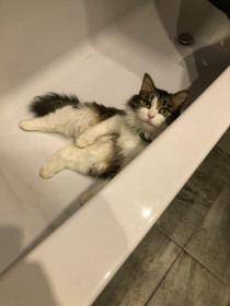 Шантик, 5 лет, г. Благовещенск