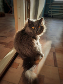 Речи, 3 года, 3,5 кг. г. Тында Амурская область