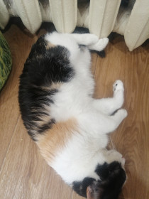 Алиса, 15 лет. г. Белогорск