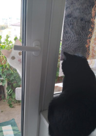 Семён (2,5 года) и Мотя (4 года). г. Тында