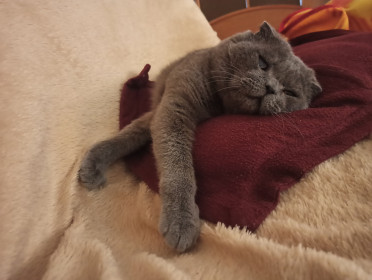 Оскар, 12 лет, 5 кг