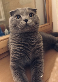 Тайсон, 4 года, г. Сковородино