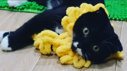 Бася, 3 года, с. Константиновка