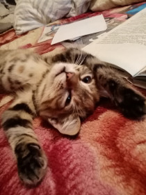 Лэйла, 4 месяца