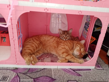 Лейла (4 мес.) и Джери (3 года)