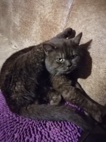 Стич, 3 года.