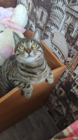 Тигрюша, 6 лет. г. Белогорск