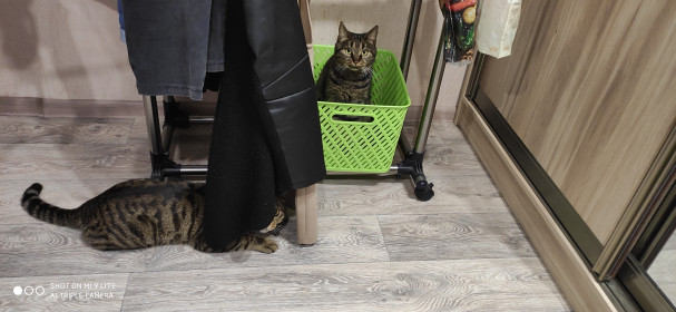 Руди, 5,5 года. г. Белогорск