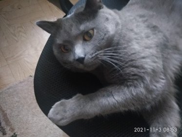 Масюня, 3 года.