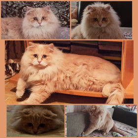 Персик, 2 года, 7 кг. с. Костюковка, Свободненский район