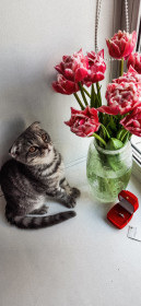 Сэм, 1 год 3 месяца. г. Благовещенск