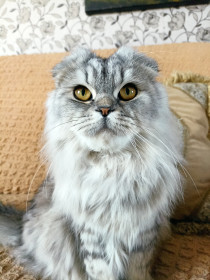 Каспер, 11 мес., с. Новокиевский Увал