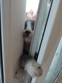 Бася, 8 месяцев, 1,2 кг. с. Поярково