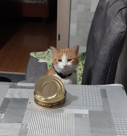 Рыжуля, 1,5 года, 1,2 кг. с. Поярково