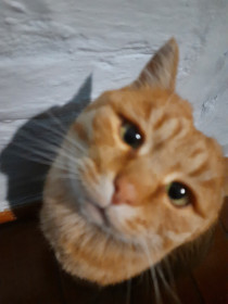 Рыжик, 4 года