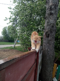 Рыжик, 3 года. с. Великокнязевка