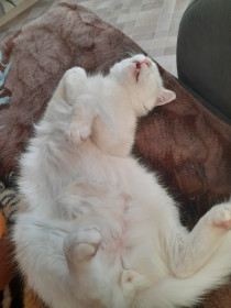 Жорик, 6 лет. г. Благовещенск