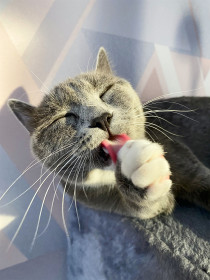 Симона, 2 года. г. Благовещенск