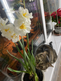 Кортес, 3 года