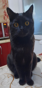 Котя, 3 года