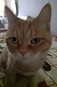 Елизавета, 4 года, 6 кг. г. Благовещенск