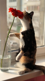 Гаечка, 1,5 года, 1,7 кг. с. Поярково