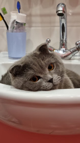 Саймуша, 1 годик. г. Тында