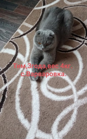 Любимец Тим, 3 года, 4 кг. с. Варваровка