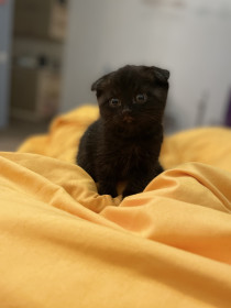 Ёся, 4 месяца, 1 кг. г. Благовещенск